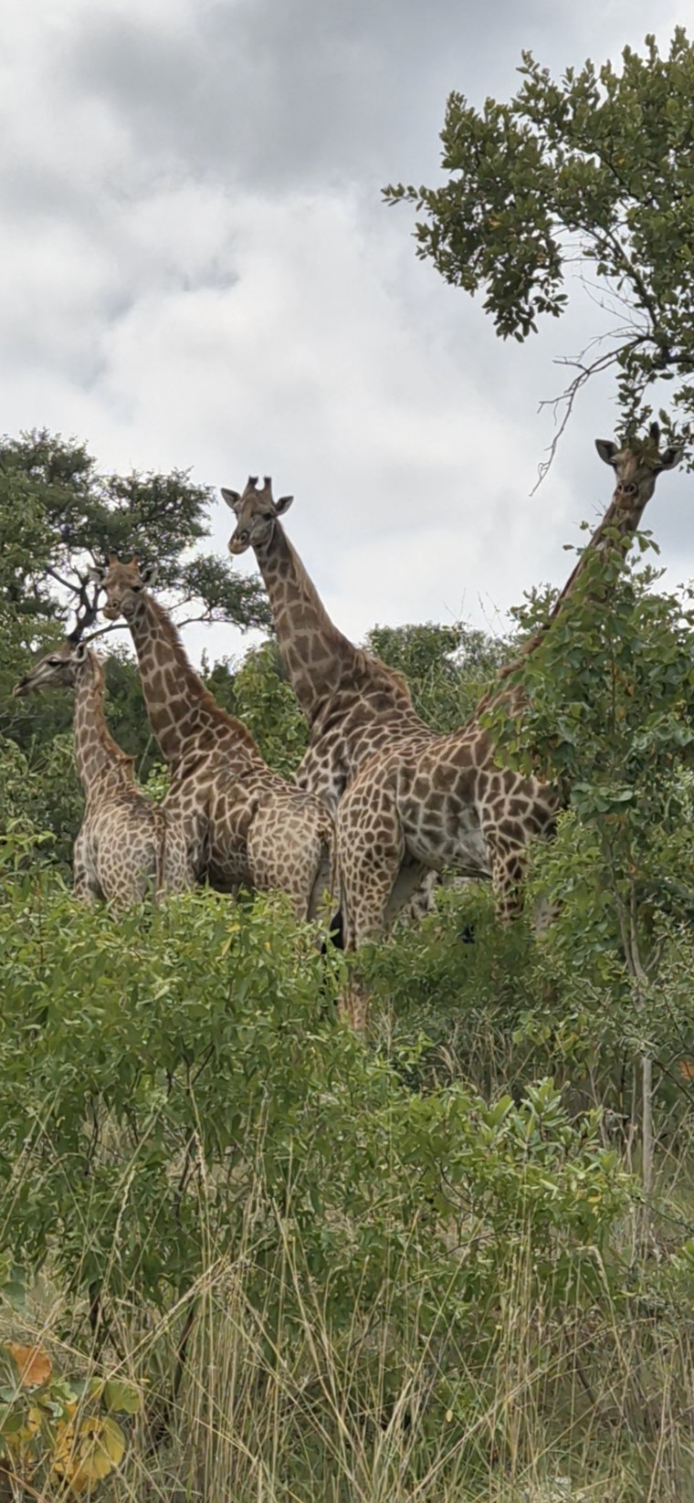 Background image of giraffes